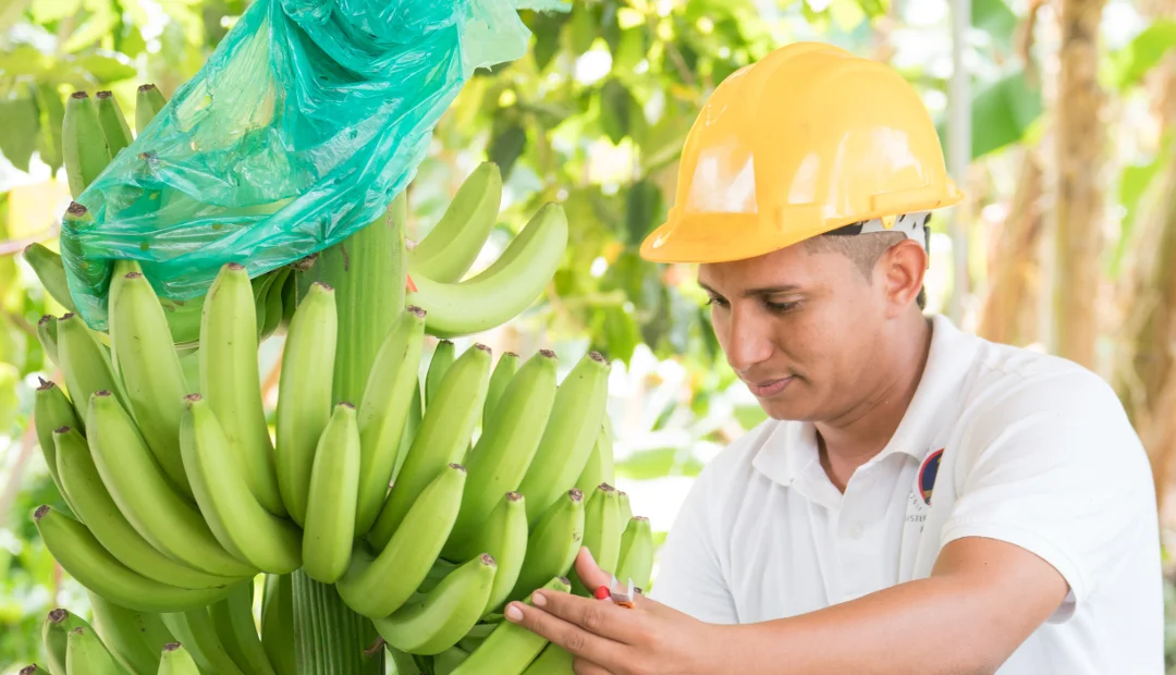 Alerta a los productores de plátano y banano por presencia de fusarium R4T en Venezuela